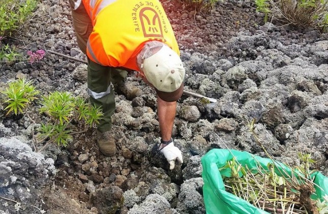 Retiran más de 16.000 kilos de residuos vegetales de especies exóticas invasoras en Tenerife