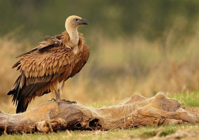 Europa puede y debe conservar las especies carroñeras