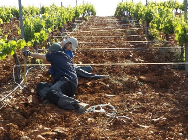 Un método sencillo y económico mide la erosión en los cultivos vitivinícolas