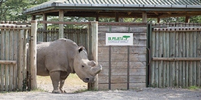 La crónica de la extinción anunciada del rinoceronte blanco del norte