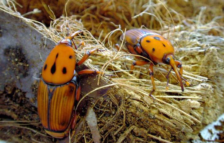El picudo rojo ‘arrasa’ las palmeras de Zaragoza