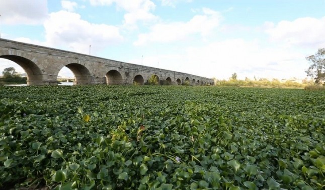 Fitosanitarios agrícolas que alimentan al camalote