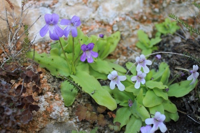 Hallan una desconocida planta carnívora en España