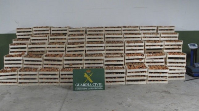 Intervenidos más de 2.500 kilos de níscalos en el Parque Natural de la Sierra de Baza (Granada)