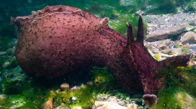 Primera transferencia de recuerdos entre seres vivos