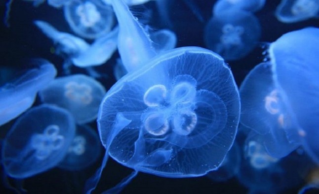 El agua del mar contiene gran cantidad de esperma de medusas