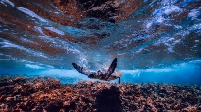 Mares Limpios cuenta con la adhesión de 60 países que custodian más del 60% de las costas del mundo