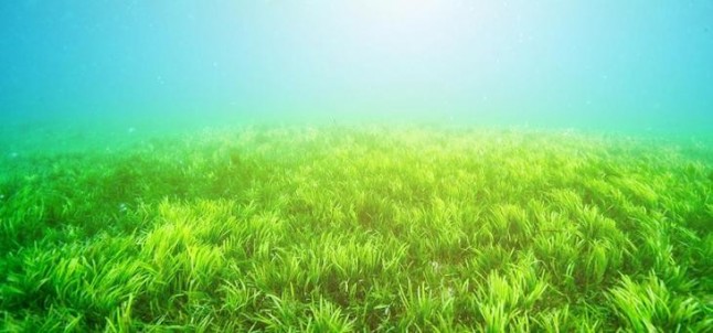 Sabías que los pastos también crecen en el océano y fijan CO2