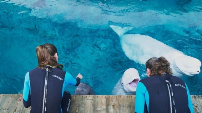 Nueve belugas participan "voluntariamente" en el primer estudio del mundo que evalúa su tolerancia al cambio climático