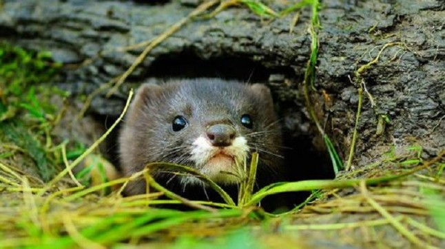 Más de 600 especies animales en peligro de extinción y que no se había detectado su retroceso exponencial