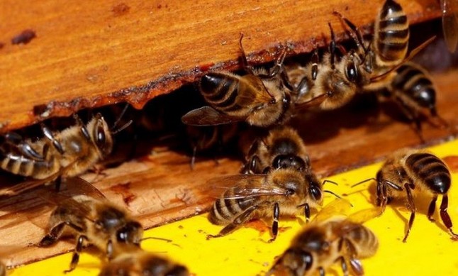 Conoce el ‘acaro’ que se come la grasa de las abejas