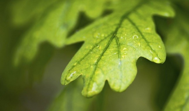 Los robles saldrán beneficiados del cambio climático frente a las hayas