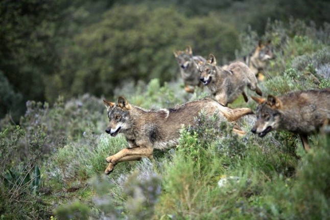 La recuperación del lobo ibérico se consolida según el último censo que arroja un 20% más de manadas que en 2008 en CyL