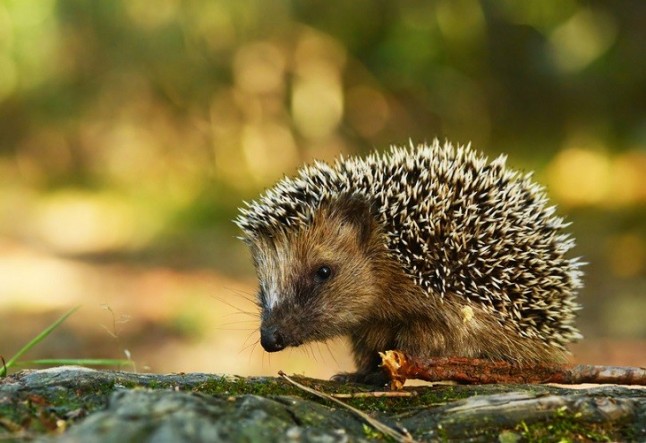 Incautan 17 erizos europeos cuando eran transportados por una carretera de Toledo