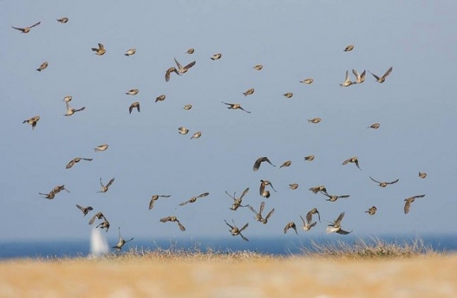 500.000 aves planeadoras cruzaron África en esta campaña migratoria