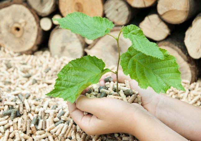 El Departamento de Biomasa de CENER asesora la Iniciativa Europea Vanguard