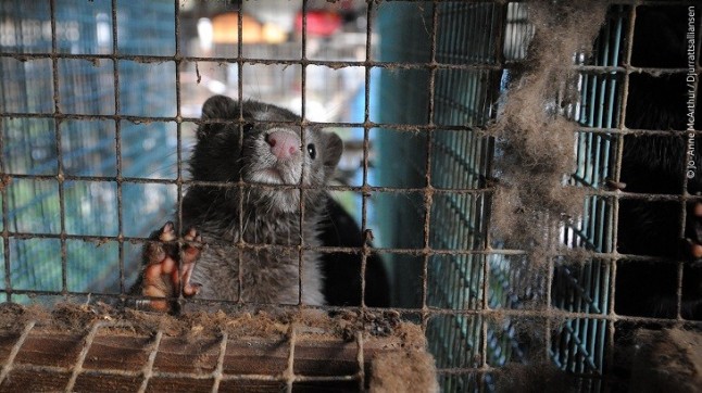 Europa y la industria peletera