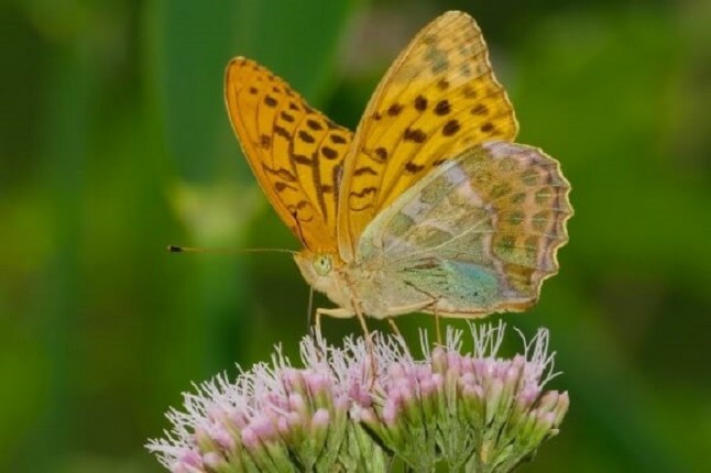 Los microclimas son la única esperanza de supervivencia de las especies autóctonas ante el calentamiento global