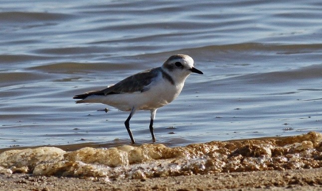 Conoces la Lista de las aves de España