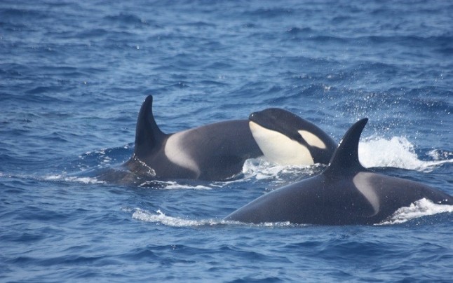 Loro Parque contribuye a la investigación sobre la ecolocalización de las orcas