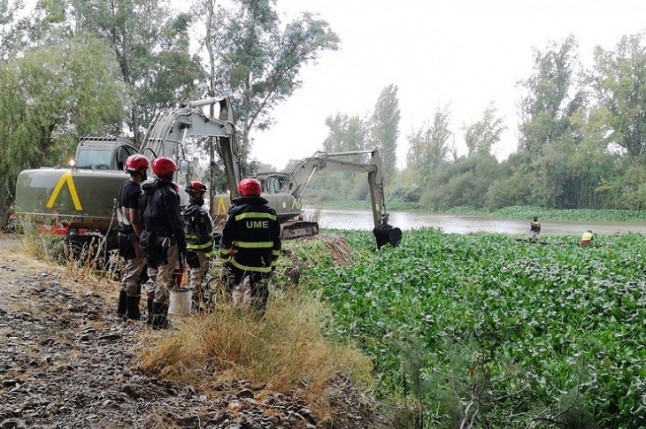 Efectivos de la UME inician en Badajoz los trabajos para eliminar el camalote del río Guadiana