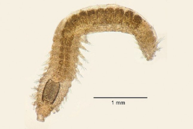 Caracterizan los gusanos marinos que viven en puertos deportivos