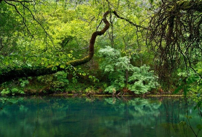 Feliz aniversario del acuerdo de recuperación del bosque atlántico gallego
