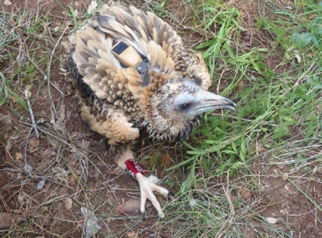 La tecnología GPS sigue al alimoche en su migración transcontinental