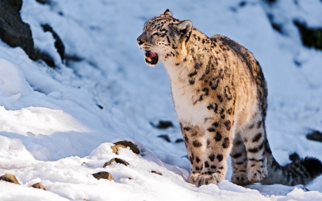 La gran alianza para salvar al ‘Leopardo de las nieves’