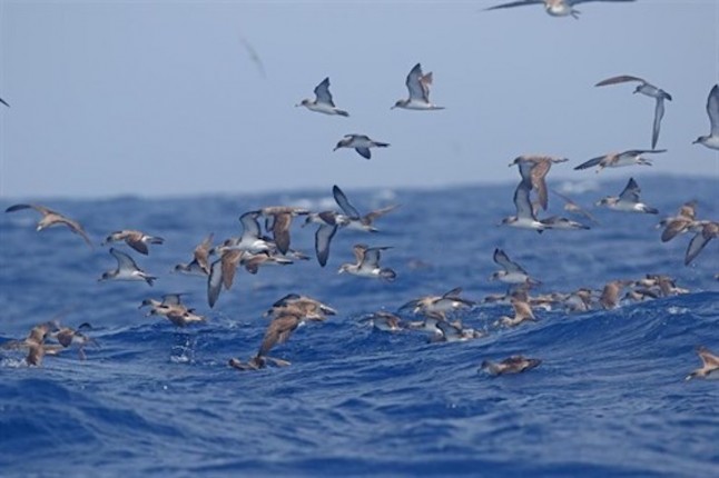 Más de 200 especies de aves raras de 93 taxones distintos se registraron en España en 2017