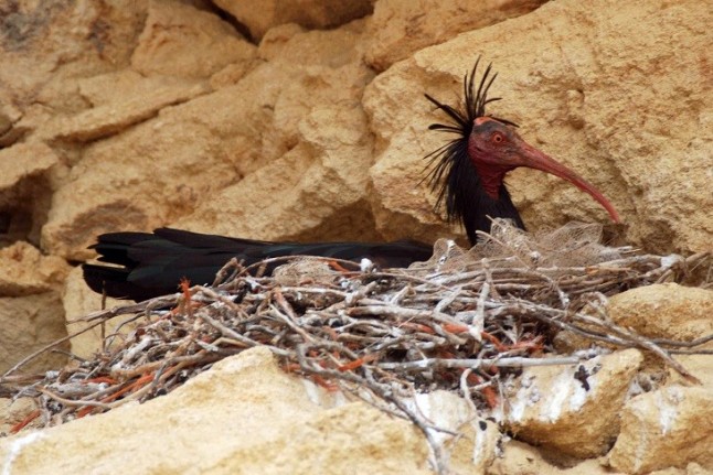 Nidificación de 23 parejas de Ibis eremita en la comarca de La Janda (Cádiz)
