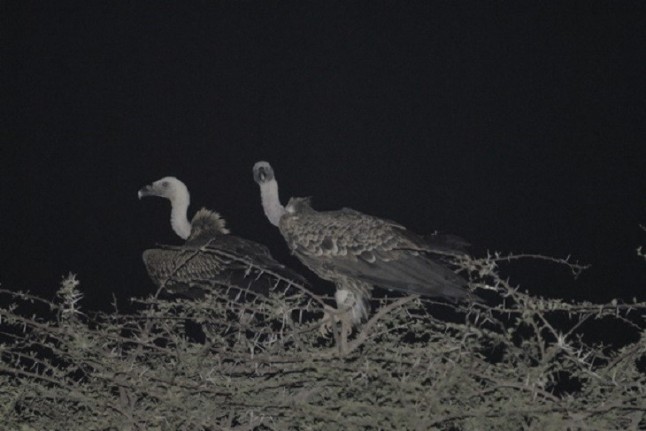 Buitres leonados por la noche
