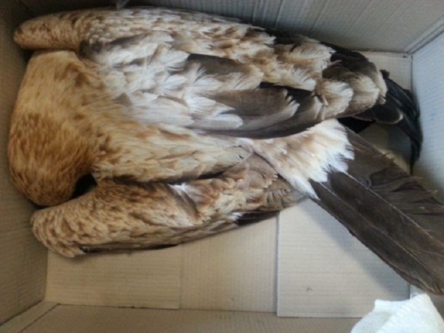 33.000 rapaces electrocutadas al año