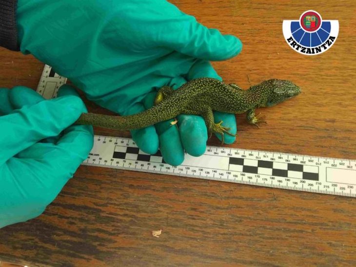 Un ‘inconsciente’ de Errenteria investigado por posesión de cinco reptiles de especies amenazadas