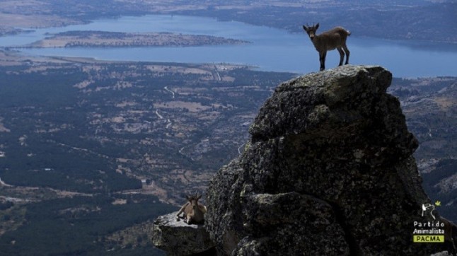 El TSJ nos da la razón: ¡Salvadas definitivamente las cabras de la Sierra de Guadarrama!