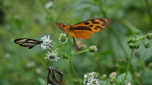 Exigen al G7 esfuerzos creíbles para frenar la pérdida de biodiversidad