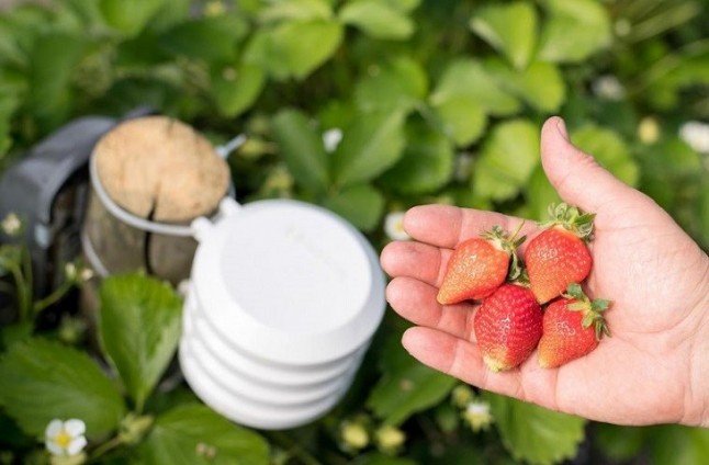 Ferdoñana contribuye al ahorro de hasta un 40% de agua en el cultivo de frutos rojos
