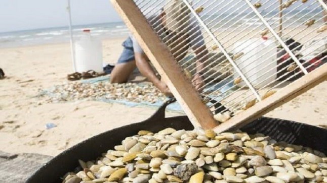 Polémica en Huelva con la extracción de coquinas