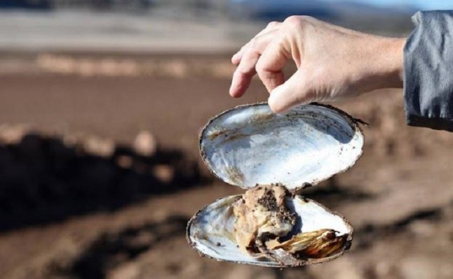 Las almejas de río a merced de un pez invasor