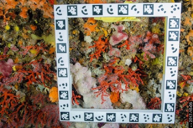 Las grandes profundidades de los océanos alargan la vida de las especies marinas