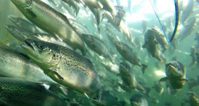 Los españoles pagarían más por un pescado obtenido con estándares más altos de bienestar animal