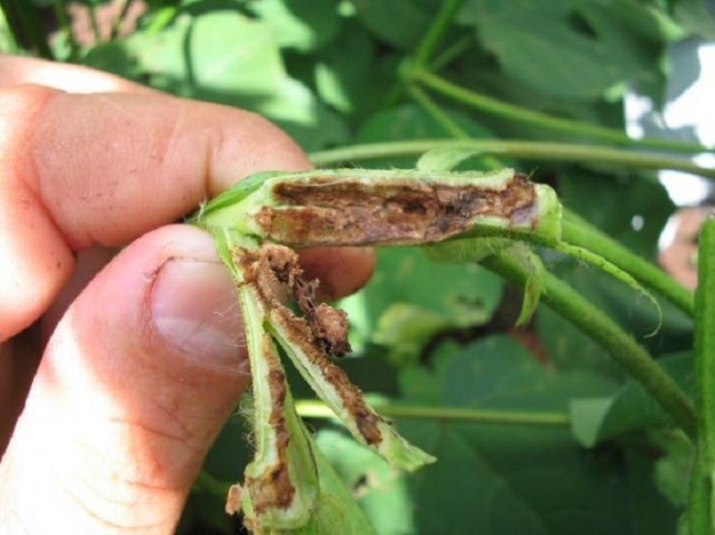 Se descubre un enjambre híbrido en una megaplaga global