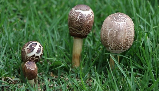 La ciencia de los hongos