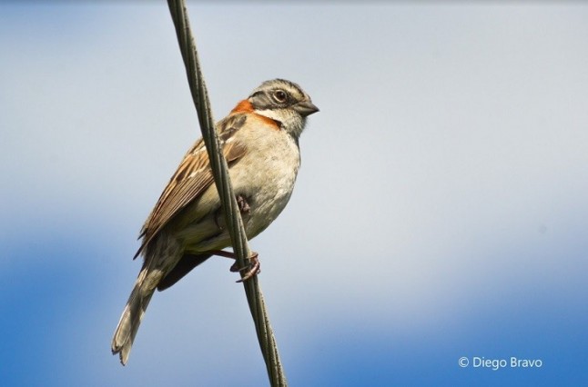 Chile. Chincoles de la Región Metropolitana que viven en Los Andes suelen ser más grandes