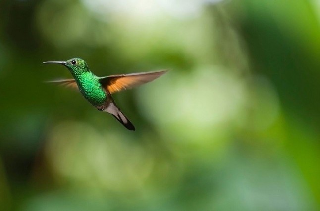 Colibríes: despliegue de color y belleza en asombrosas danzas aéreas*