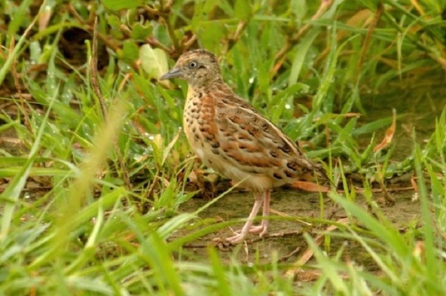 Un estudio del CSIC confirma que el último reducto del torillo andaluz es una región agrícola de Marruecos