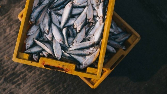 Oceana pide proteger áreas esenciales para los peces para superar la crisis de sobrepesca del Mediterráneo