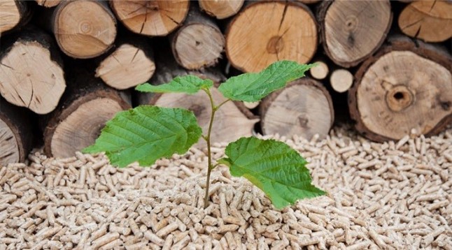 Y dónde construyo mi planta de biomasa