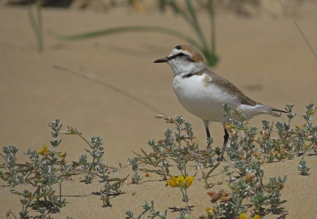 Estabilizan la población del chorlitejo patinegro en la Comunitat Valenciana