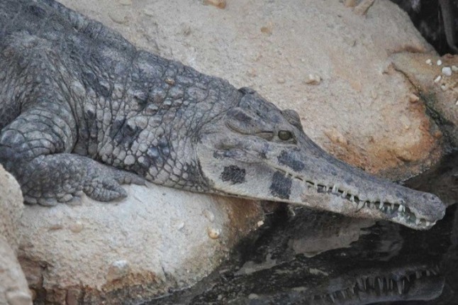 Primera nueva especie de cocodrilo descubierta en 85 años